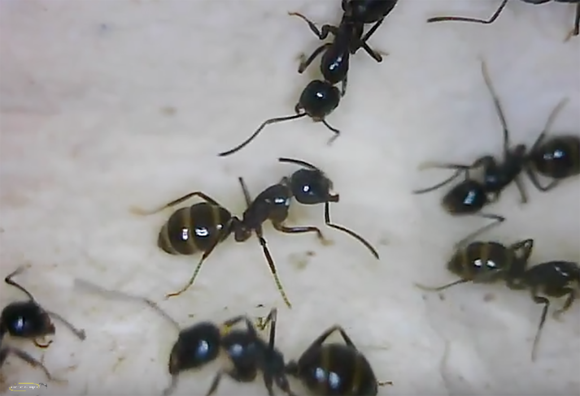 Camponotus friedae